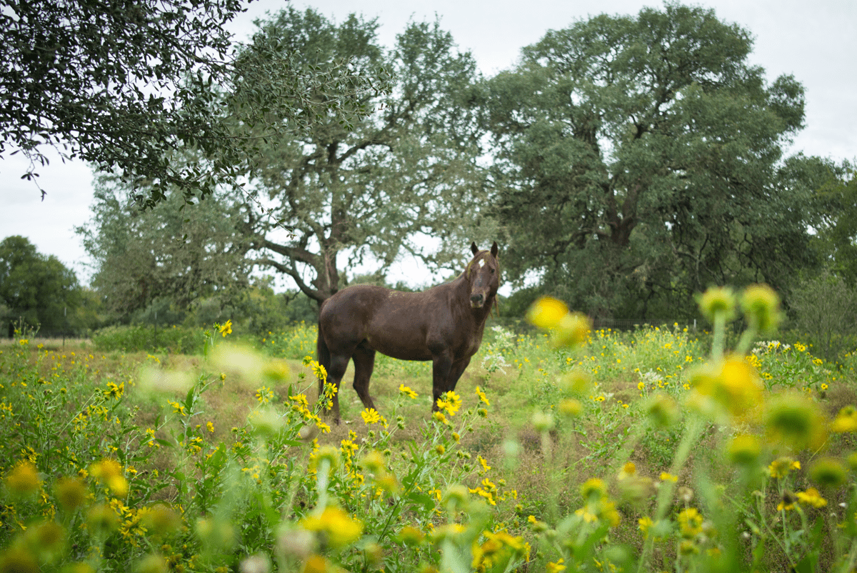 Boerne, Texas horse farm landscape photography by Justin Winget
