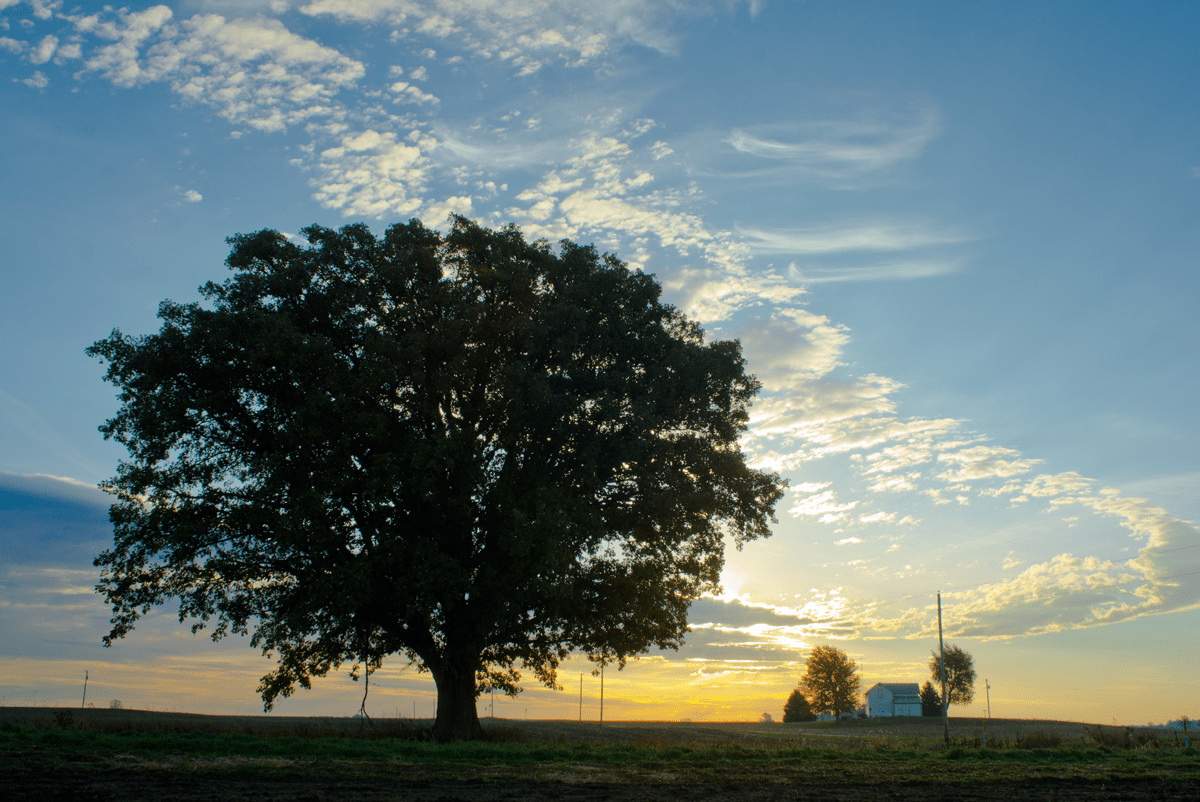 cornfield and tree at sunrise near Powell, Ohio - photographed by Justin Winget