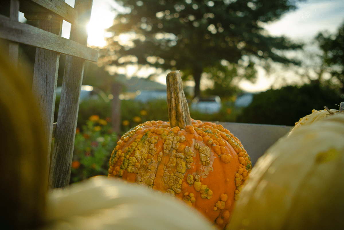 Fall Halloween pumpkins in Dublin, Ohio - photographed by Justin Winget