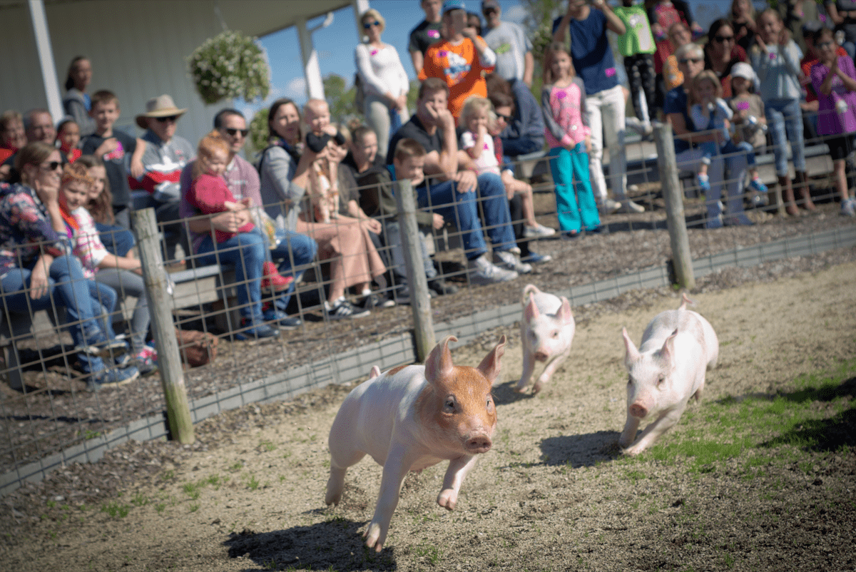 Fall pig races in Dublin, Ohio - photographed by Justin Winget