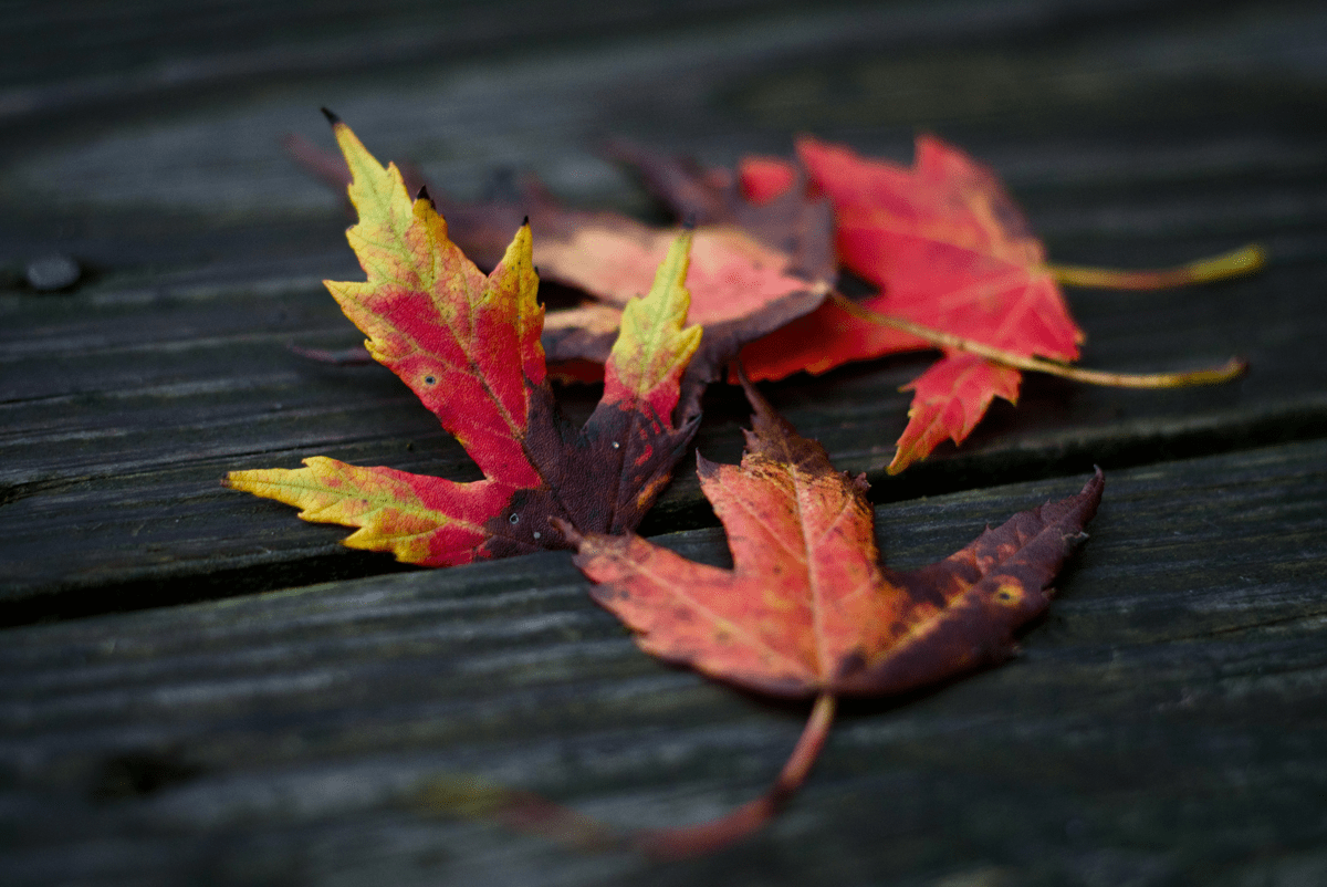Fall leaves photographed by Justin Winget